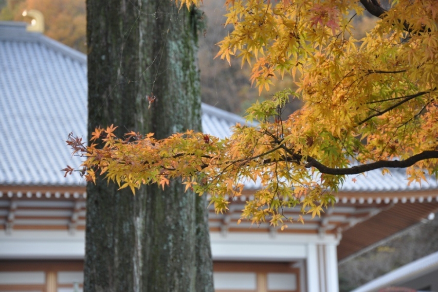 紅葉